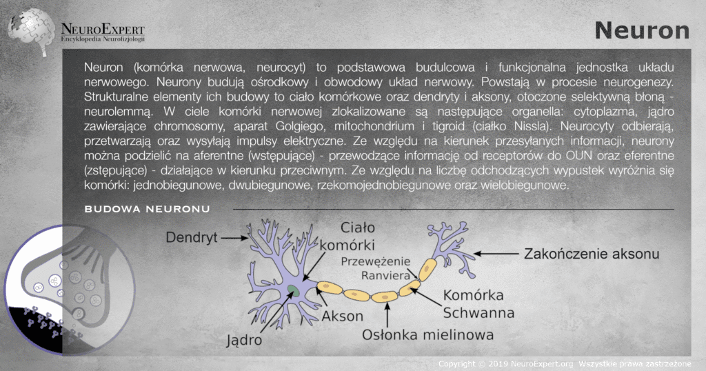 Infografika „Neuron” — opis komórki nerwowej wraz ze schematem budowy: dendryty, ciało komórki, jądro, akson, osłonka mielinowa, komórka Schwanna, przewężenie Ranviera i zakończenie aksonu