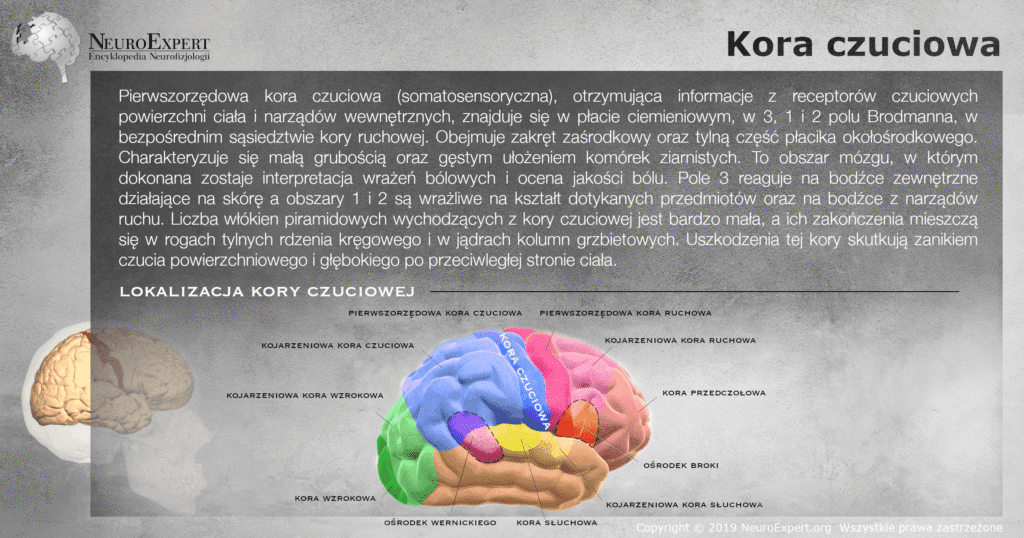 Infografika „Kora czuciowa” — opis pierwszorzędowej kory somatosensorycznej w polach 3, 1 i 2 Brodmanna oraz przestrzenny model mózgu z kolorową mapą czynnościową, na którym kora czuciowa jest wyróżniona niebieskim pasmem w zakręcie zaśrodkowym