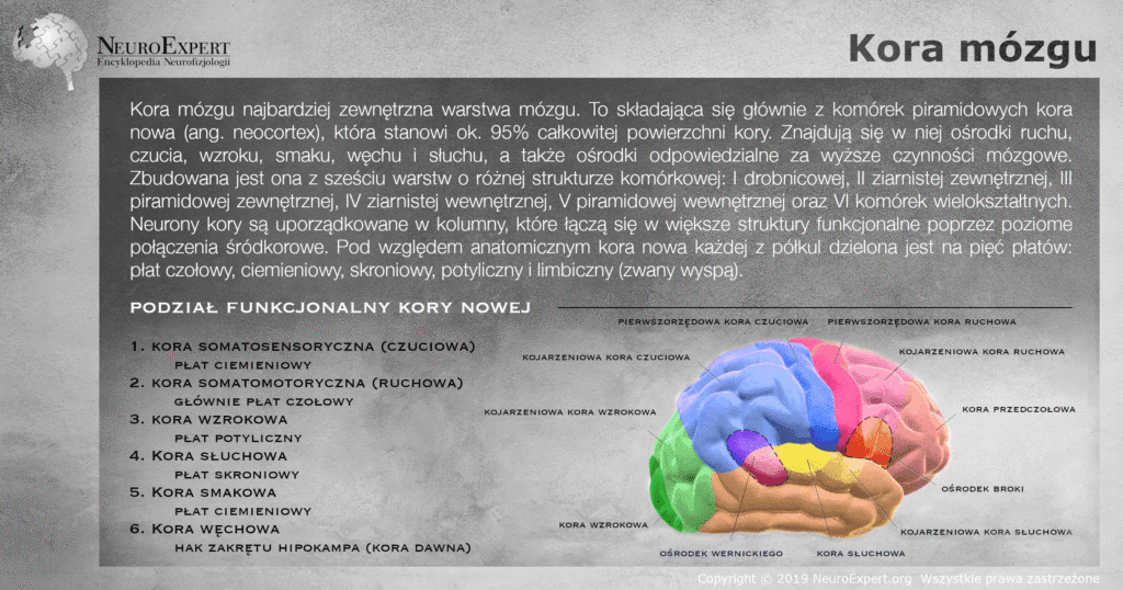 Infografika „Kora mózgu” — opis budowy warstwowej kory nowej oraz boczny widok półkuli z kolorowym podziałem funkcjonalnym: kora czuciowa, ruchowa, wzrokowa, słuchowa, przedczołowa oraz ośrodki Broki i Wernickego