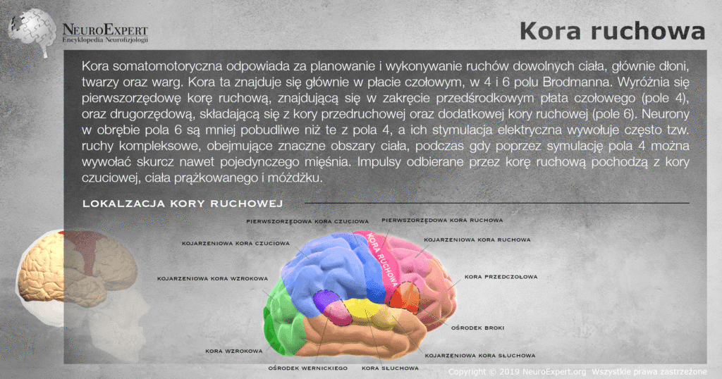 Infografika „Kora ruchowa” — opis kory somatomotorycznej w polach 4 i 6 Brodmanna oraz przestrzenny model mózgu z kolorową mapą czynnościową, na którym kora ruchowa jest wyróżniona różowym pasmem w zakręcie przedśrodkowym