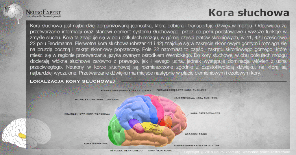 Infografika „Kora słuchowa” — opis kory w polach 41, 42 i częściowo 22 Brodmanna wraz z ośrodkiem Wernickego oraz przestrzenny model mózgu z kolorową mapą czynnościową, na którym kora słuchowa jest wyróżniona na żółto w zakręcie skroniowym górnym