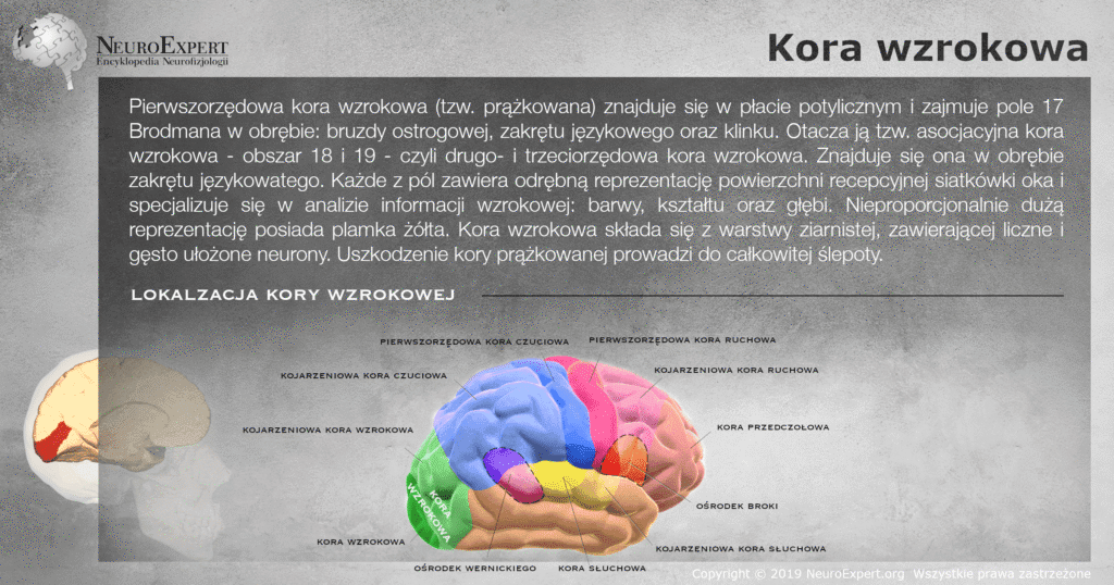 Infografika „Kora wzrokowa” — opis kory prążkowanej w polu 17 Brodmanna i kory asocjacyjnej w polach 18 i 19 oraz przestrzenny model mózgu z kolorową mapą czynnościową, na którym kora wzrokowa jest wyróżniona na zielono w płacie potylicznym