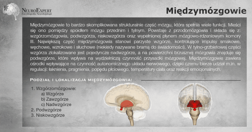 Infografika „Międzymózgowie” — opis części mózgu obejmującej wzgórzomózgowie, podwzgórze, niskowzgórze i komorę trzecią, z wypunktowanym podziałem na wzgórze, zawzgórze i nadwzgórze, a obok dwa przestrzenne modele mózgowia z międzymózgowiem wyróżnionym kolorem czerwonym
