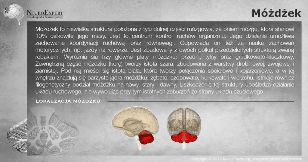 Infografika „Móżdżek” — opis struktury stanowiącej 10% masy mózgowia, jej trzech płatów, kory z warstwy drobinowej, zwojowej i ziarnistej oraz jąder móżdżku, a obok dwa przestrzenne modele mózgowia z móżdżkiem wyróżnionym kolorem czerwonym
