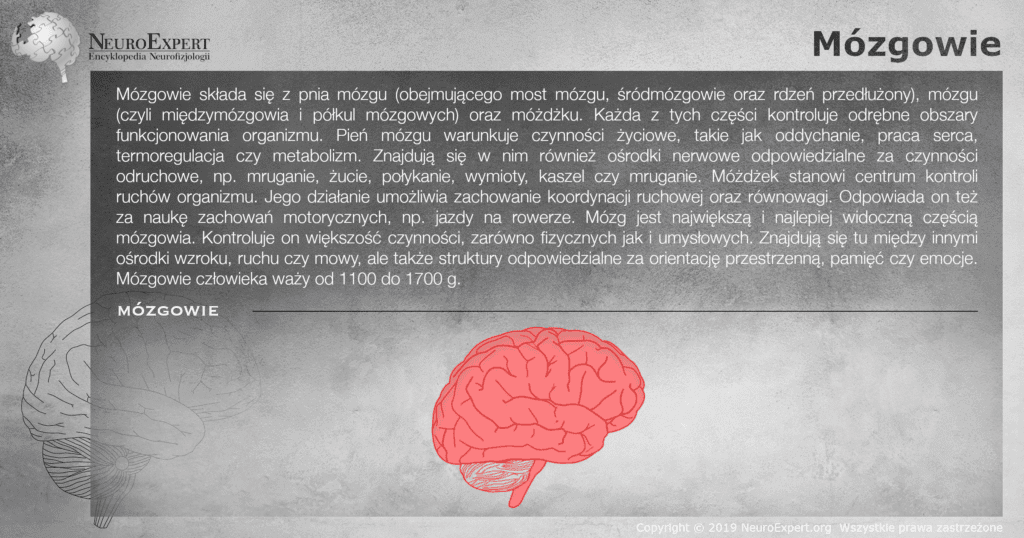 Infografika „Mózgowie” — opis podziału na pień mózgu, mózg i móżdżek wraz z ich funkcjami oraz rysunek mózgowia w widoku bocznym z półkulami mózgu wyróżnionymi kolorem czerwonym i móżdżkiem pozostawionym w konturze