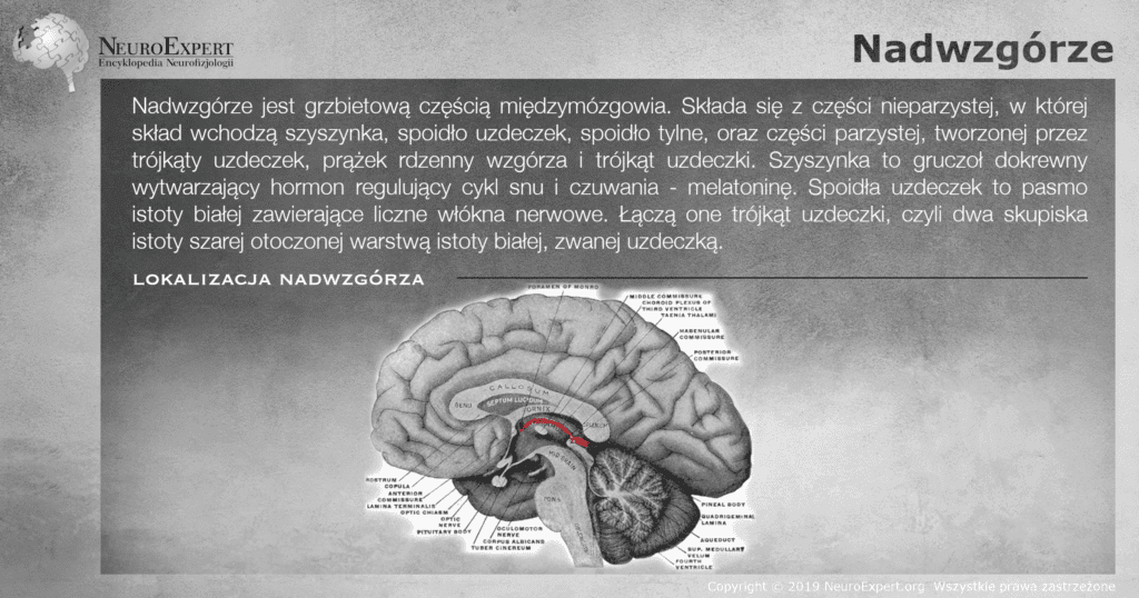 Infografika „Nadwzgórze” — opis grzbietowej części międzymózgowia obejmującej szyszynkę, spoidło uzdeczek i spoidło tylne, a obok rycina przekroju strzałkowego mózgowia z nadwzgórzem zaznaczonym na czerwono nad wzgórzem