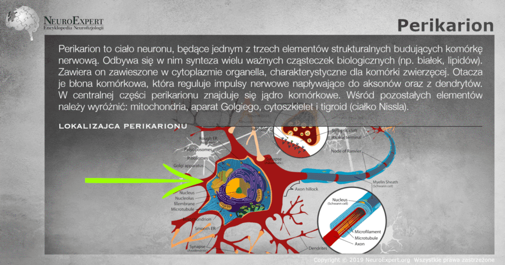 Infografika „Perikarion” — opis ciała neuronu oraz szczegółowy schemat komórki nerwowej ze wskazanym strzałką perikarionem: jądro z jąderkiem, siateczka szorstka z ciałkiem Nissla, aparat Golgiego, mitochondria, mikrotubule, wzgórek aksonu, osłonka mielinowa i przewężenia Ranviera
