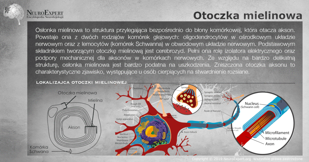 Infografika „Otoczka mielinowa” — opis osłonki tworzonej przez oligodendrocyty i komórki Schwanna oraz trzy schematy: przekrój poprzeczny przez spiralnie nawiniętą mielinę wokół aksonu, pełna budowa neuronu oraz powiększenie osłonki z jądrem komórki Schwanna, mikrofilamentami i mikrotubulami