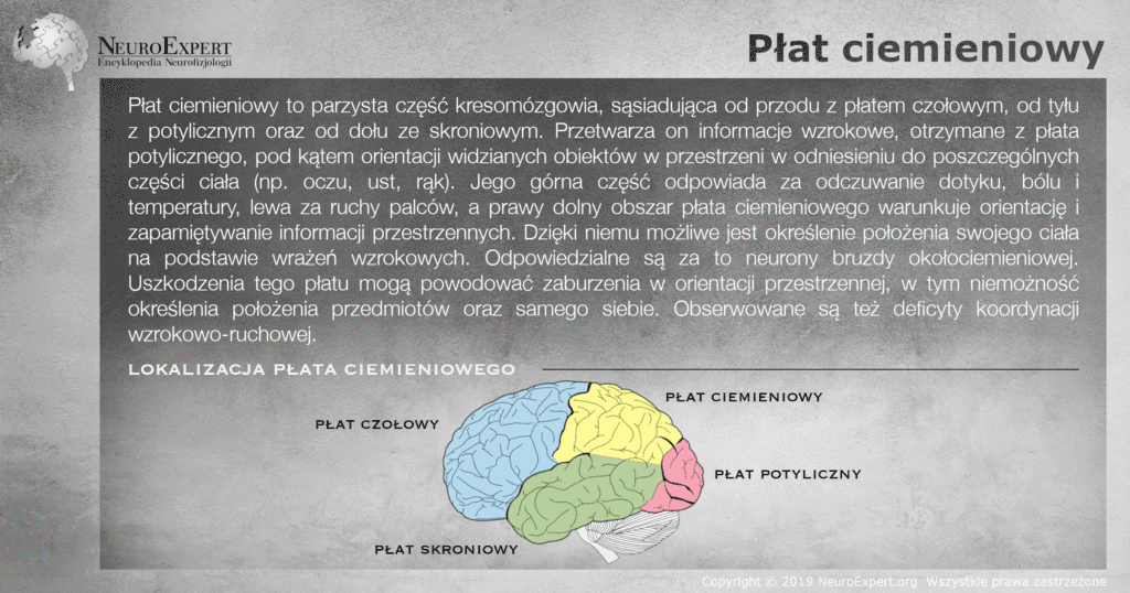 Infografika „Płat ciemieniowy” — opis przetwarzania orientacji przestrzennej, czucia dotyku, bólu i temperatury oraz boczny widok mózgu z czterema płatami oznaczonymi kolorami, gdzie płat ciemieniowy jest żółty