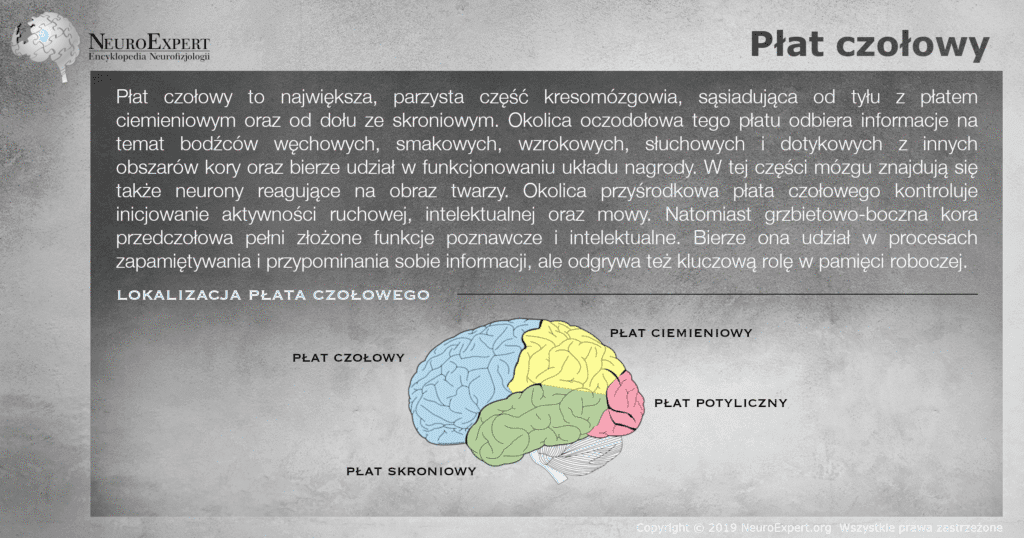 Infografika „Płat czołowy” — opis największej części kresomózgowia, jej okolicy oczodołowej, przyśrodkowej i grzbietowo-bocznej kory przedczołowej oraz boczny widok mózgu z czterema płatami oznaczonymi kolorami, gdzie płat czołowy jest niebieski