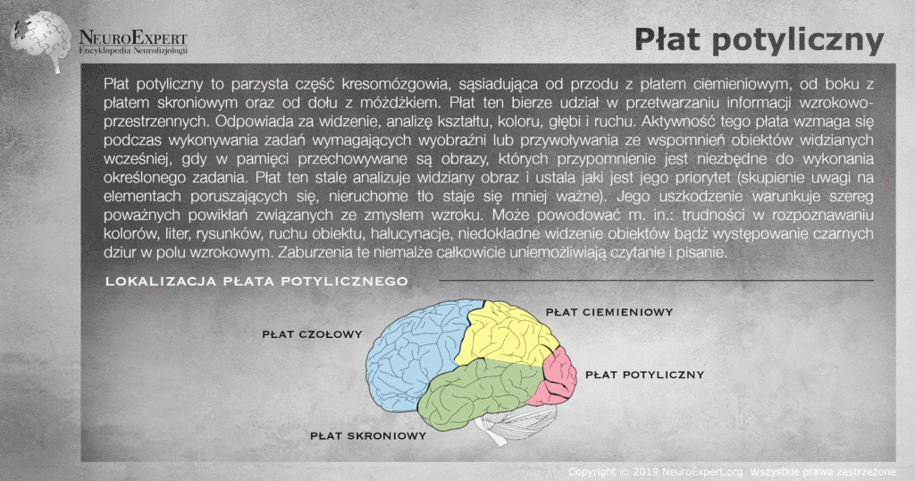 Infografika „Płat potyliczny” — opis ośrodka przetwarzania informacji wzrokowo-przestrzennych i następstw jego uszkodzenia oraz boczny widok mózgu z czterema płatami oznaczonymi kolorami, gdzie płat potyliczny jest różowy