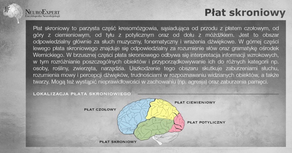 Infografika „Płat skroniowy” — opis obszaru odpowiedzialnego za słuch muzyczny i fonematyczny, ośrodka Wernickego oraz rozpoznawania obiektów, a obok boczny widok mózgu z czterema płatami oznaczonymi kolorami, gdzie płat skroniowy jest zielony
