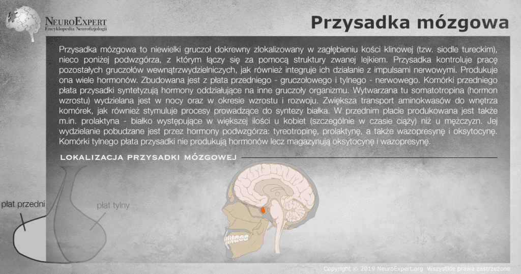 Infografika „Przysadka mózgowa” — opis gruczołu leżącego w siodle tureckim, jego płata przedniego gruczołowego i tylnego nerwowego oraz przekrój strzałkowy głowy z przysadką wyróżnioną kolorem pomarańczowym poniżej podwzgórza