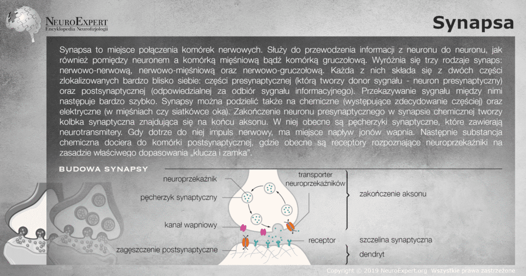 Infografika „Synapsa” — opis połączenia między komórkami nerwowymi oraz schemat budowy synapsy chemicznej z zaznaczonym zakończeniem aksonu, pęcherzykami synaptycznymi z neuroprzekaźnikiem, kanałem wapniowym, transporterem neuroprzekaźników, szczeliną synaptyczną, receptorami i zagęszczeniem postsynaptycznym na dendrycie
