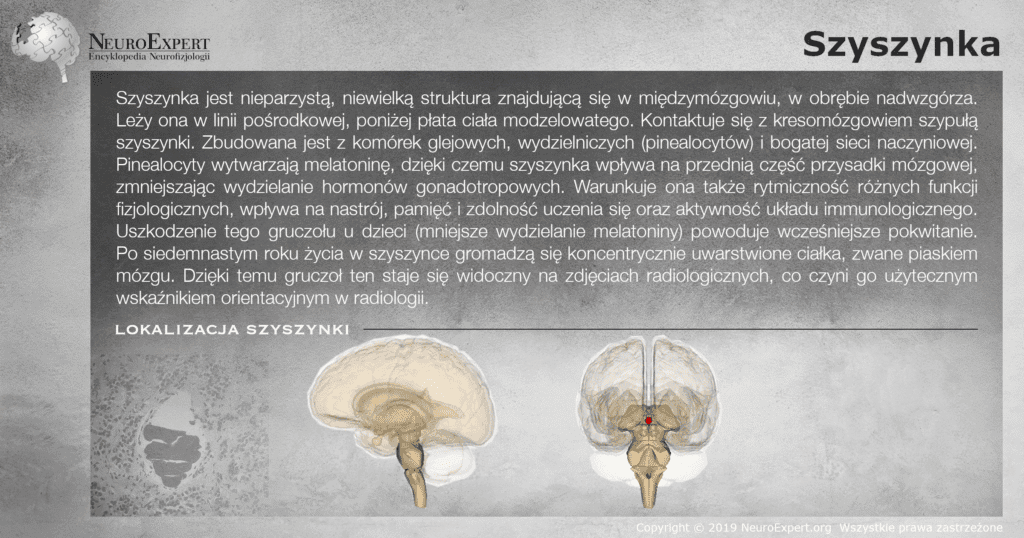 Infografika „Szyszynka” — opis nieparzystego gruczołu nadwzgórza wytwarzającego melatoninę oraz dwa przestrzenne modele mózgowia, boczny i czołowy, z szyszynką wyróżnioną kolorem czerwonym w linii pośrodkowej