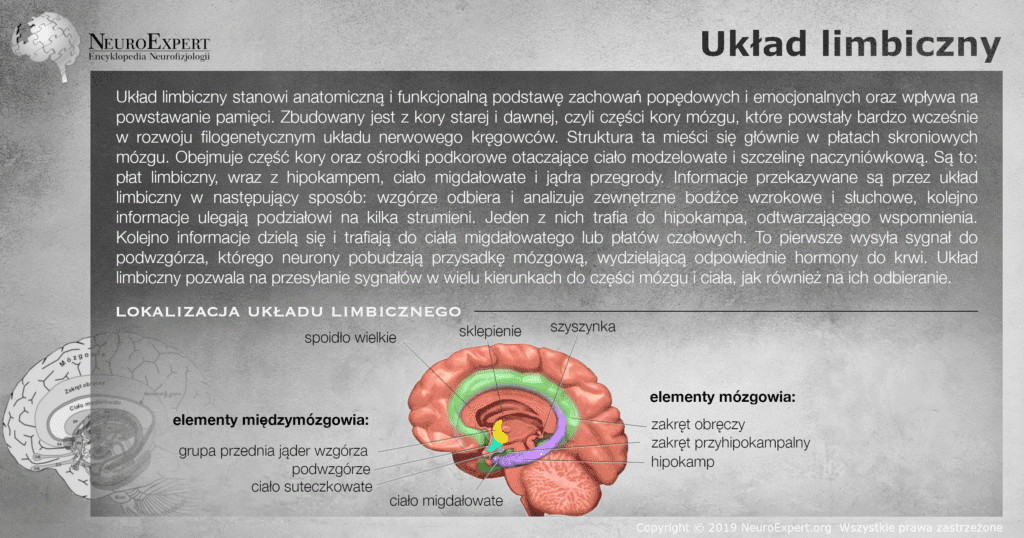 Infografika „Układ limbiczny” — opis anatomicznej i funkcjonalnej podstawy zachowań emocjonalnych oraz przekrój strzałkowy mózgowia z wyróżnionymi kolorem strukturami: zakrętem obręczy, zakrętem przyhipokampalnym i hipokampem oraz elementami międzymózgowia — grupą przednią jąder wzgórza, podwzgórzem, ciałem suteczkowatym i ciałem migdałowatym