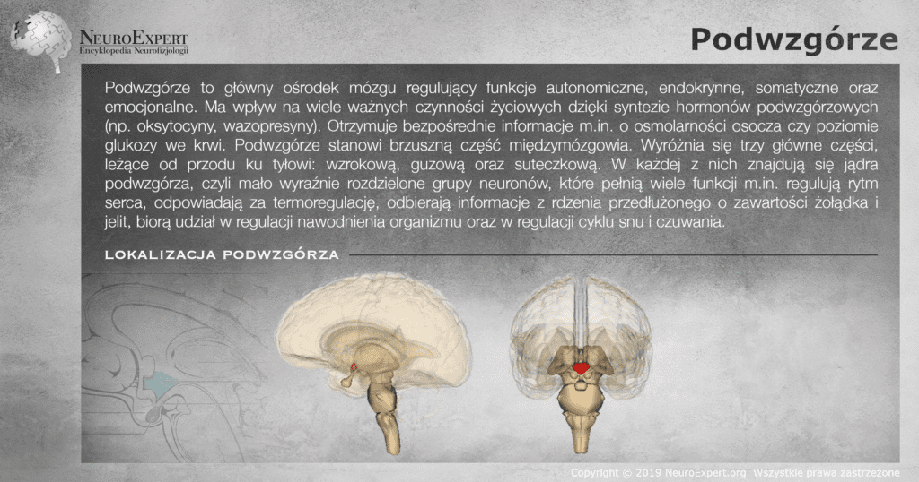 Infografika „Podwzgórze” — opis głównego ośrodka regulującego funkcje autonomiczne, endokrynne i emocjonalne oraz dwa przestrzenne modele mózgowia, boczny i czołowy, z podwzgórzem wyróżnionym kolorem czerwonym u podstawy międzymózgowia