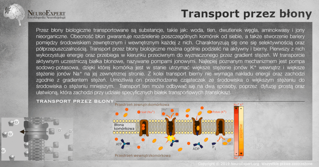 Infografika „Transport przez błony” — opis transportu aktywnego i biernego oraz schemat błony komórkowej z pompą sodowo-potasową wymieniającą trzy jony sodu na dwa jony potasu z udziałem ATP, obok białek transportowych i skali gradientu stężeń