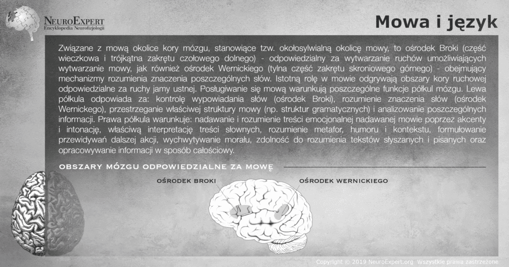 Infografika „Mowa i język” — opis okołosylwialnej okolicy mowy oraz podziału funkcji między półkulami, a obok boczny widok mózgu z zaznaczonymi na szaro ośrodkiem Broki w zakręcie czołowym dolnym i ośrodkiem Wernickego w tylnej części zakrętu skroniowego górnego