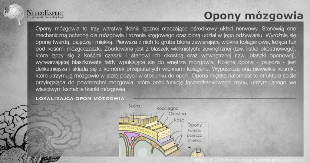 Infografika „Opony mózgowia” — opis trzech warstw opon oraz przekrój przez powłoki czaszki: skóra, rozcięgno, okostna i kość, a pod nimi opona twarda, pajęcza i miękka