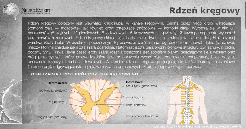 Infografika „Rdzeń kręgowy” — opis 31 neuromerów i dróg wstępujących oraz zstępujących, a obok przekrój poprzeczny rdzenia z istotą szarą w kształcie litery H (róg przedni, boczny i tylny), sznurami istoty białej i kanałem centralnym oraz sylwetka człowieka z kręgosłupem i nerwami rdzeniowymi