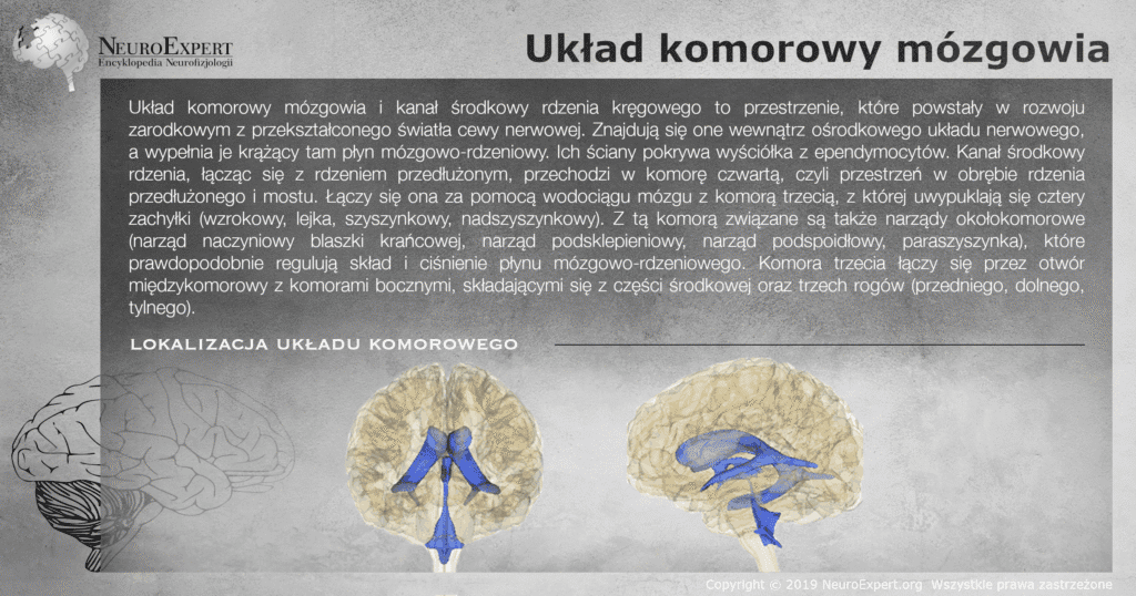 Infografika „Układ komorowy mózgowia” — opis przestrzeni wypełnionych płynem mózgowo-rdzeniowym oraz dwa przestrzenne modele mózgowia, czołowy i boczny, z układem komorowym zaznaczonym na niebiesko wewnątrz półprzezroczystej bryły mózgu
