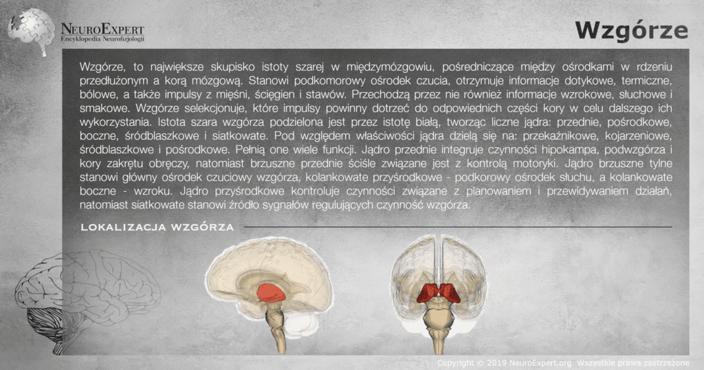 Infografika „Wzgórze” — opis największego skupiska istoty szarej międzymózgowia i jego jąder przekaźnikowych oraz dwa przestrzenne modele mózgowia, boczny i czołowy, ze wzgórzem wyróżnionym kolorem czerwonym