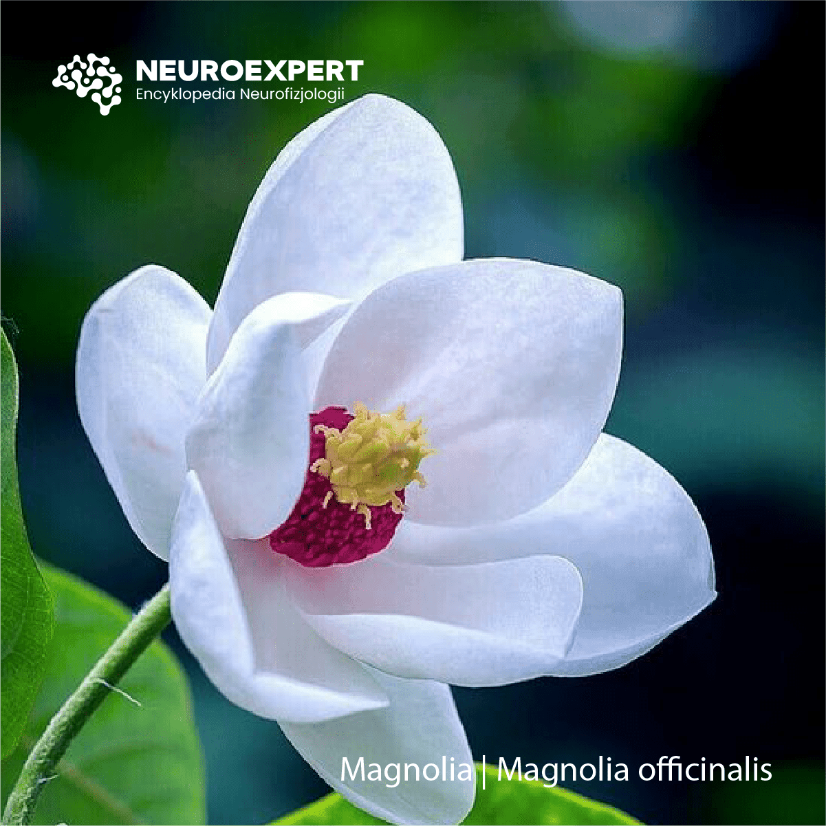 Magnolia