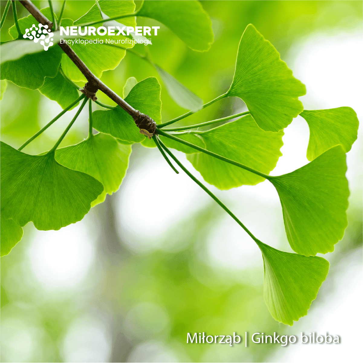 Miłorząb Ginkgo biloba