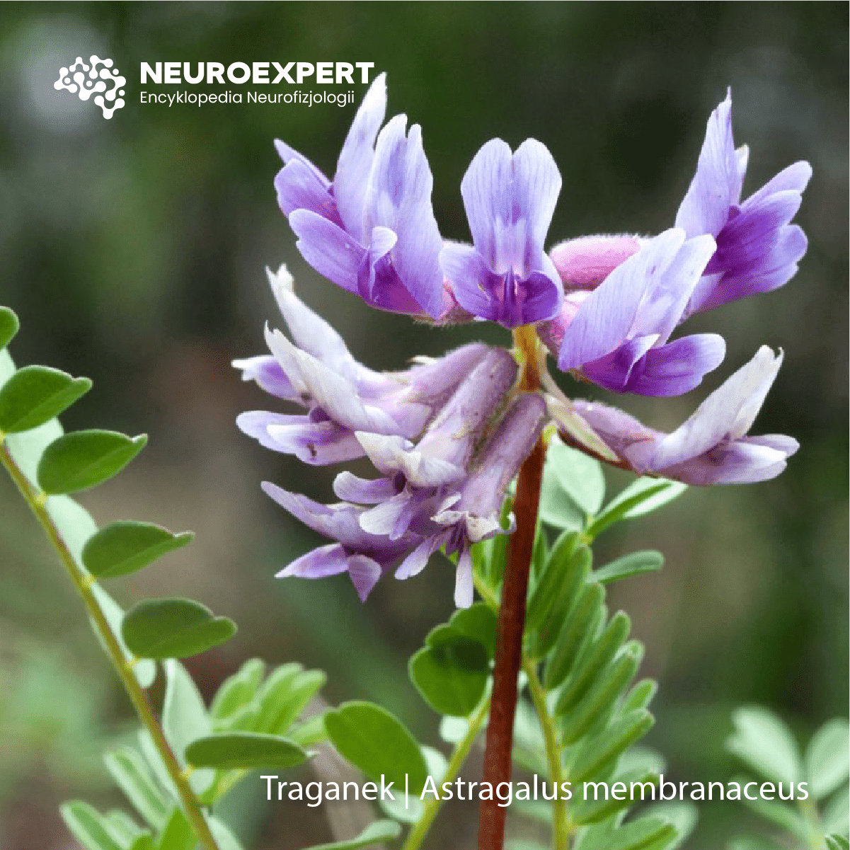 Traganek Astragalus membranaceus