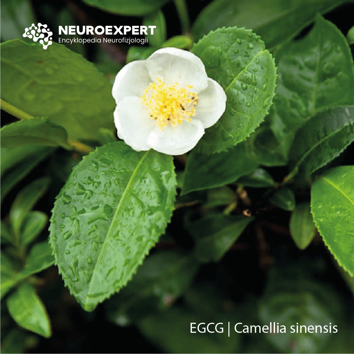 EGCG Camellia sinensis