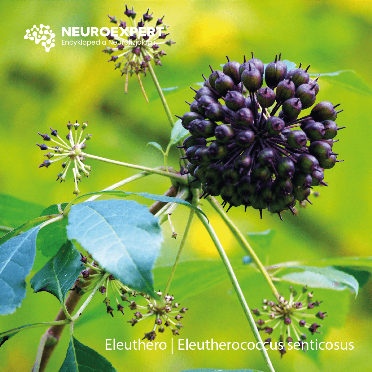 Eleuthero Eleutherococcus senticosus