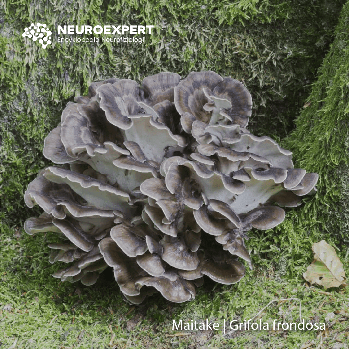 Maitake