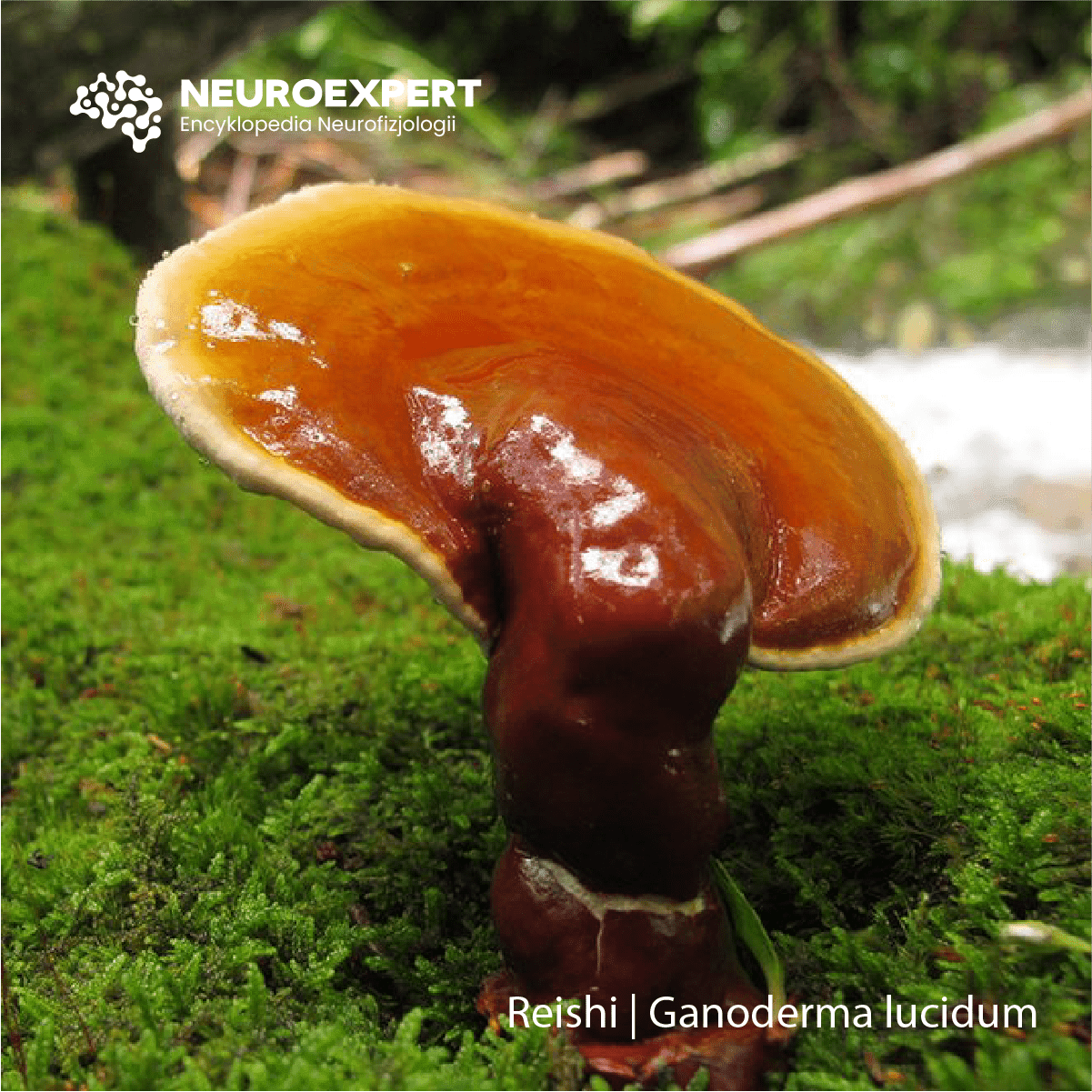 Reishi Ganoderma lucidum