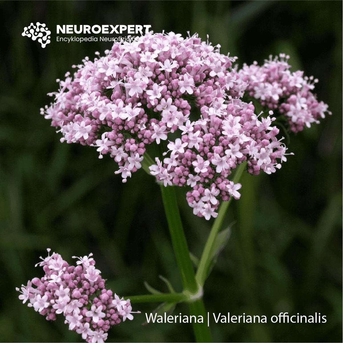 Waleriana