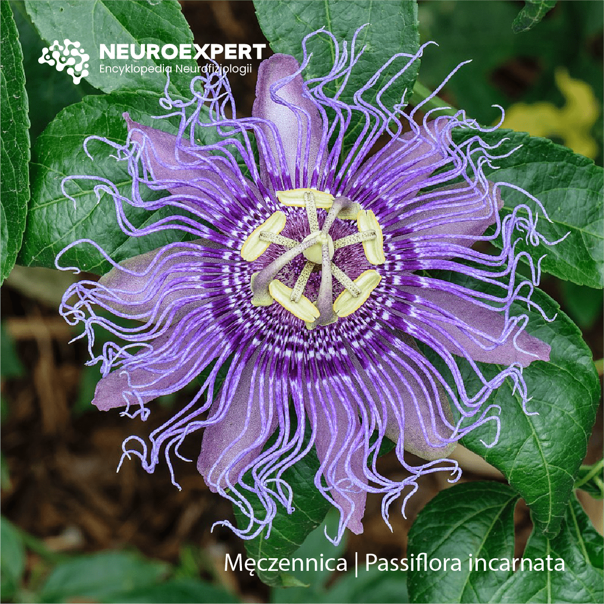 Męczennica Passiflora