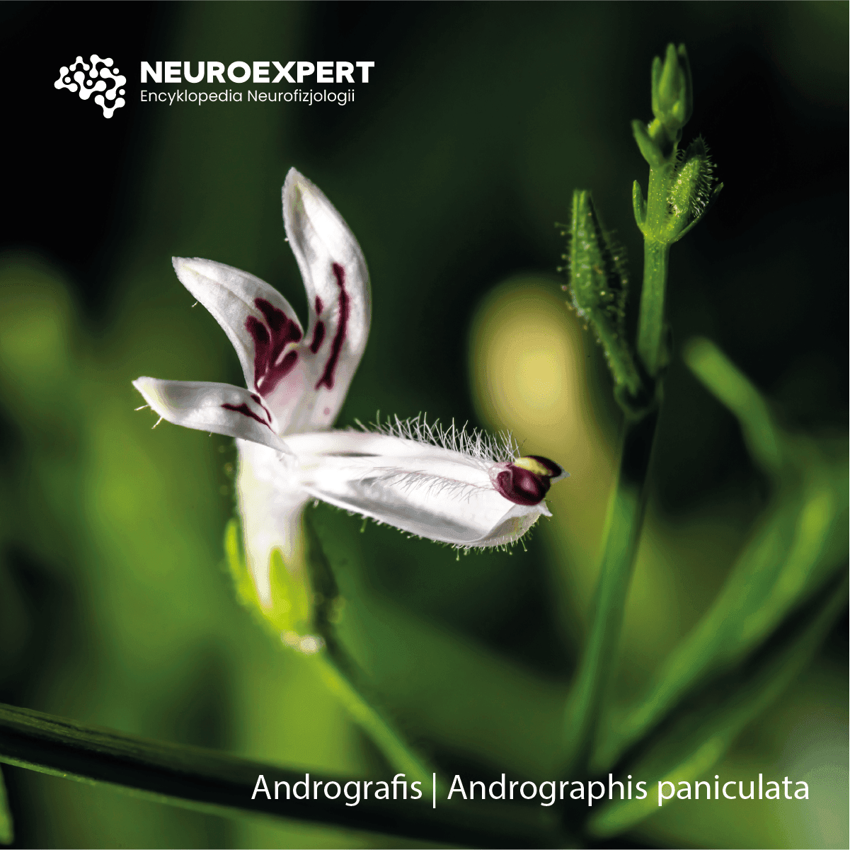 Brodziuszka wiechowata Andrographis paniculata