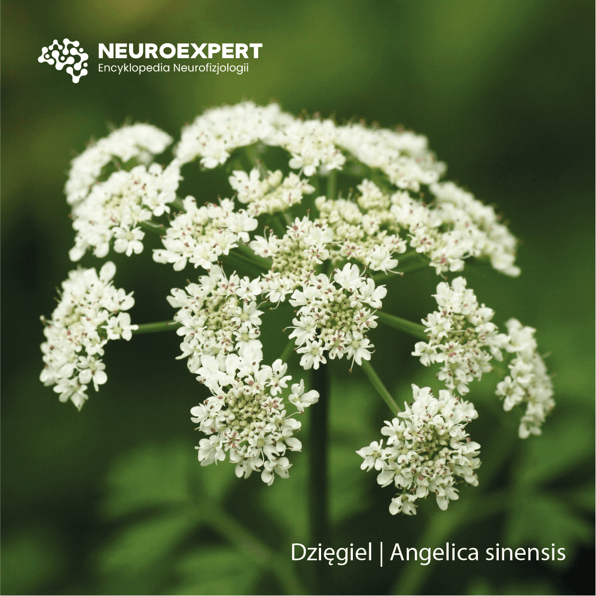 Dzięgiel Angelica sinensis