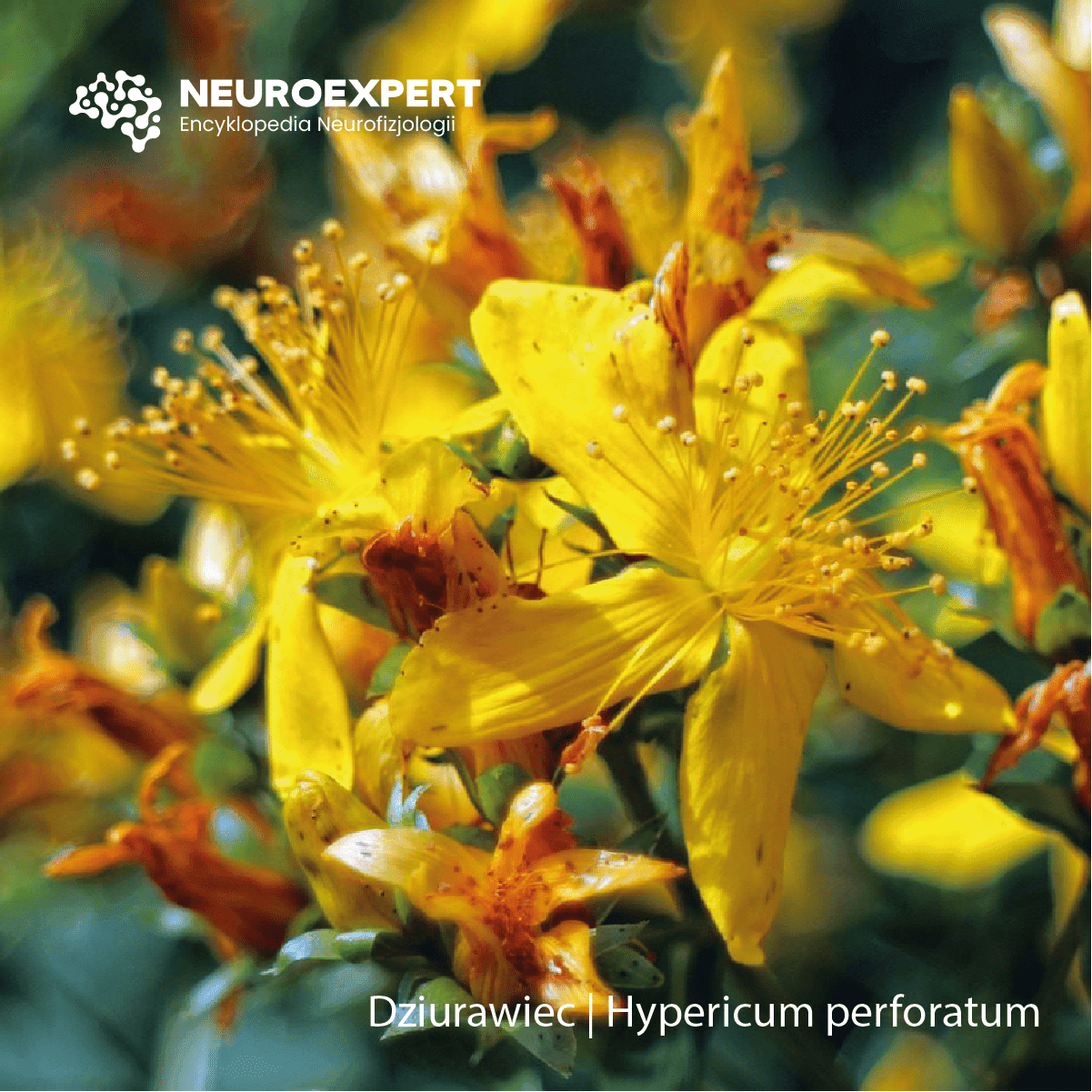 Dziurawiec Hypericum perforatum