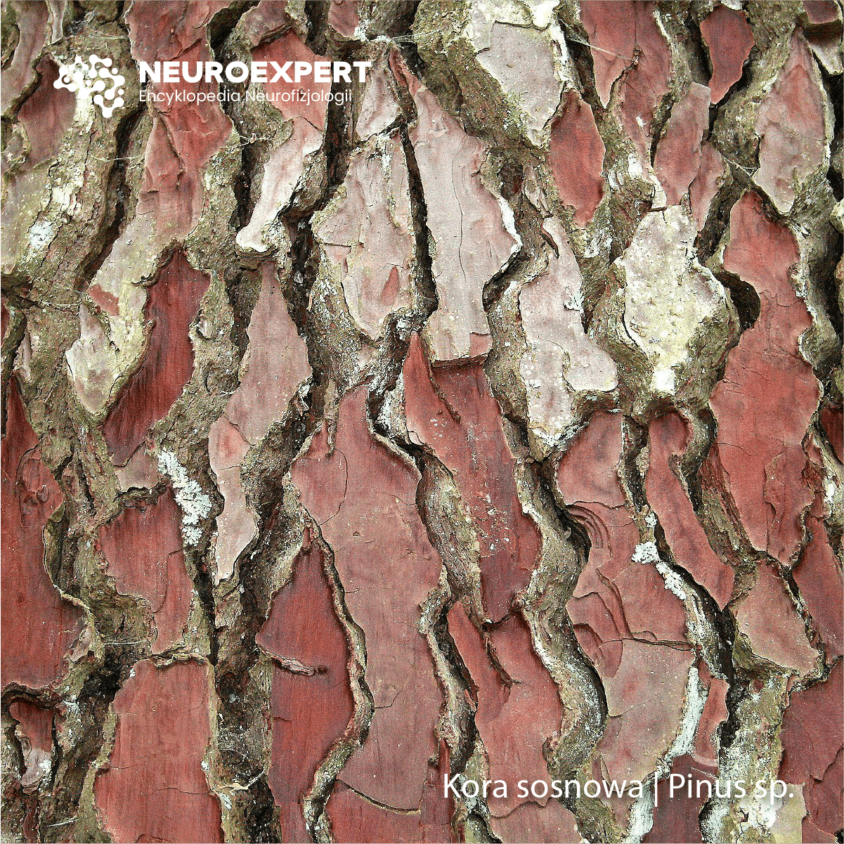 Kora sosnowa Pinus