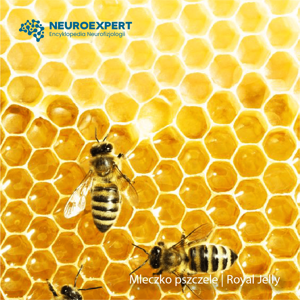 Mleczko pszczele Royal Jelly