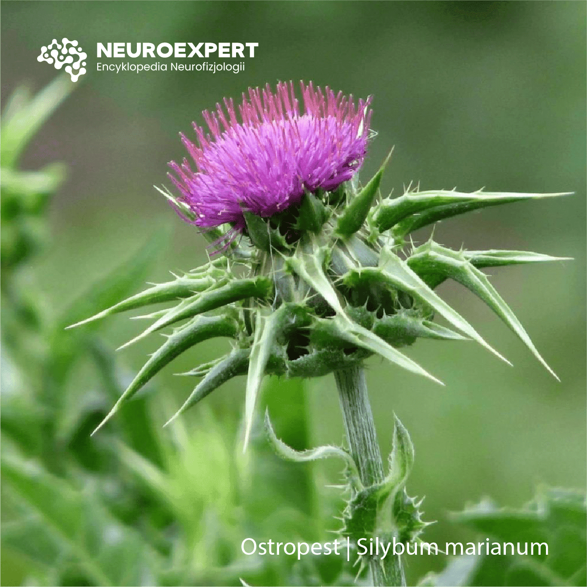 Ostropest Silybum marianum