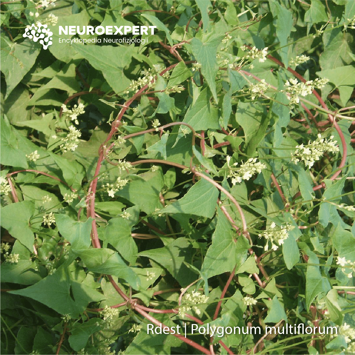 Rdest Polygonum multiflorum