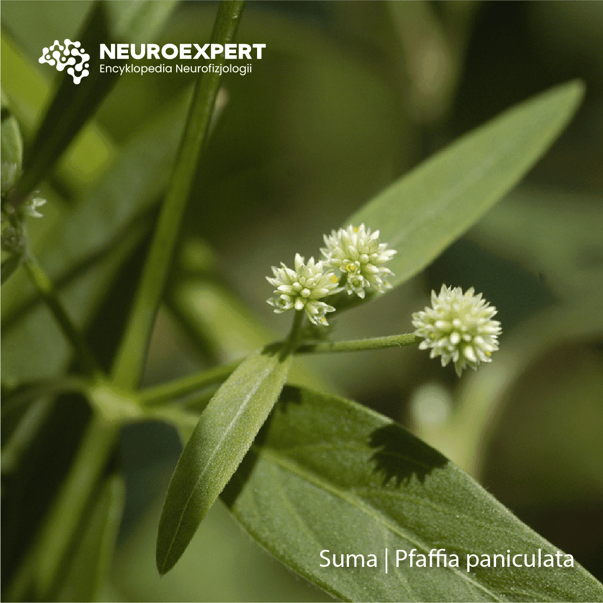 Suma Pfaffia paniculata