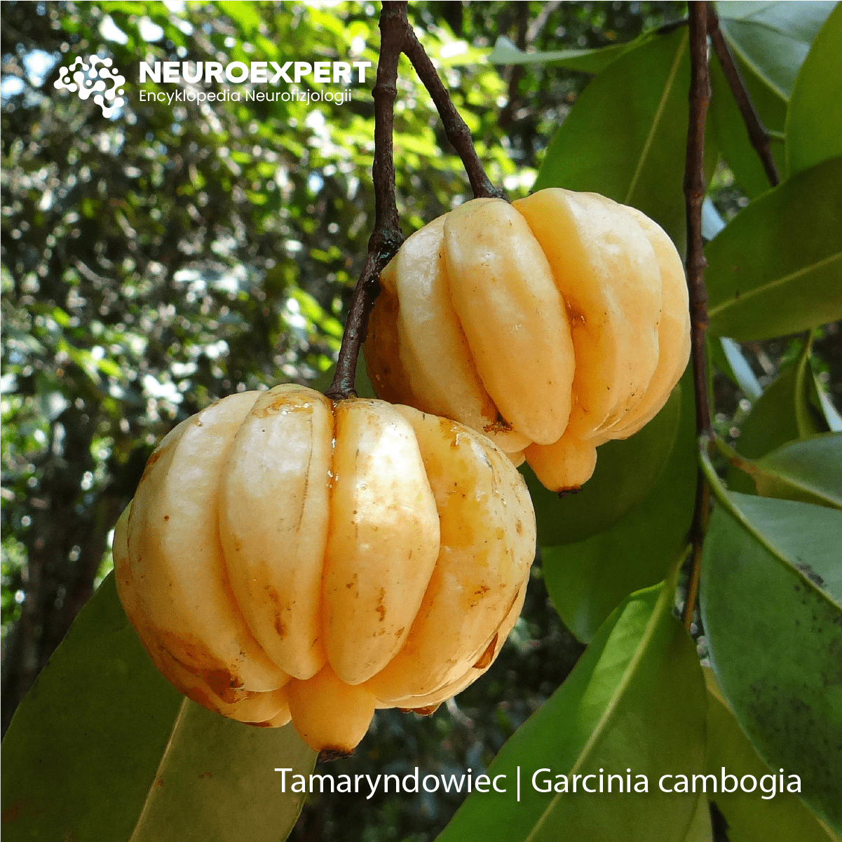 Tamaryndowiec Garcinia cambogia