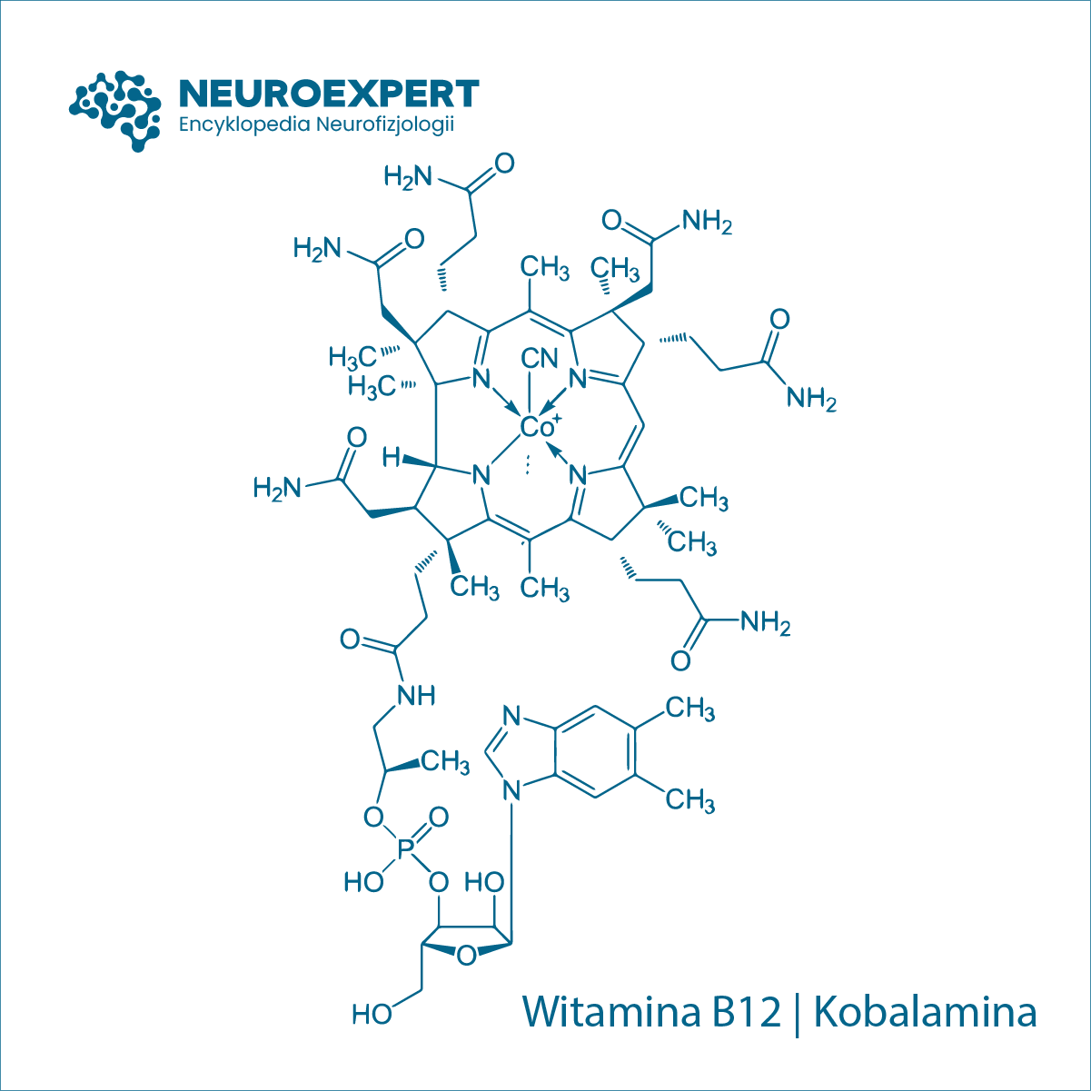 Kobalamina Witamina B12
