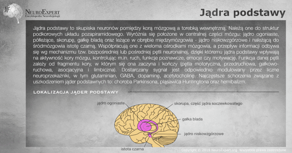 Infografika „Jądra podstawy” — opis struktur podkorowych układu pozapiramidowego i pętli neuronalnych oraz schemat mózgu z opisanymi na różowo jądrami: ogoniastym, skorupą, gałką bladą, jądrem niskowzgórzowym i istotą czarną