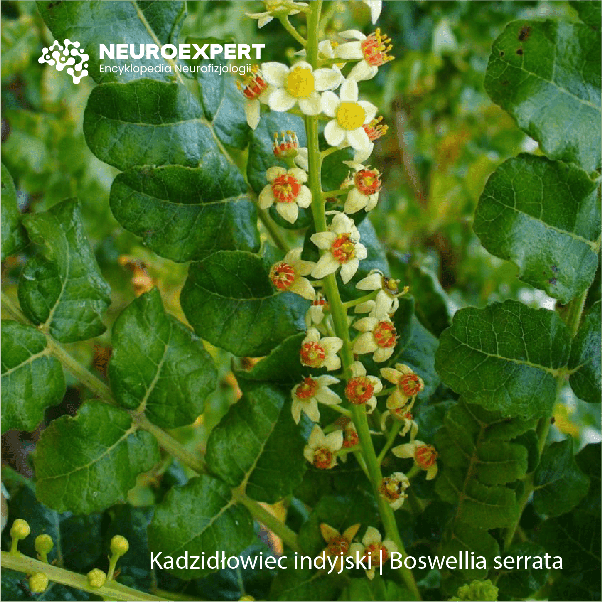 Kadzidłowiec Boswellia
