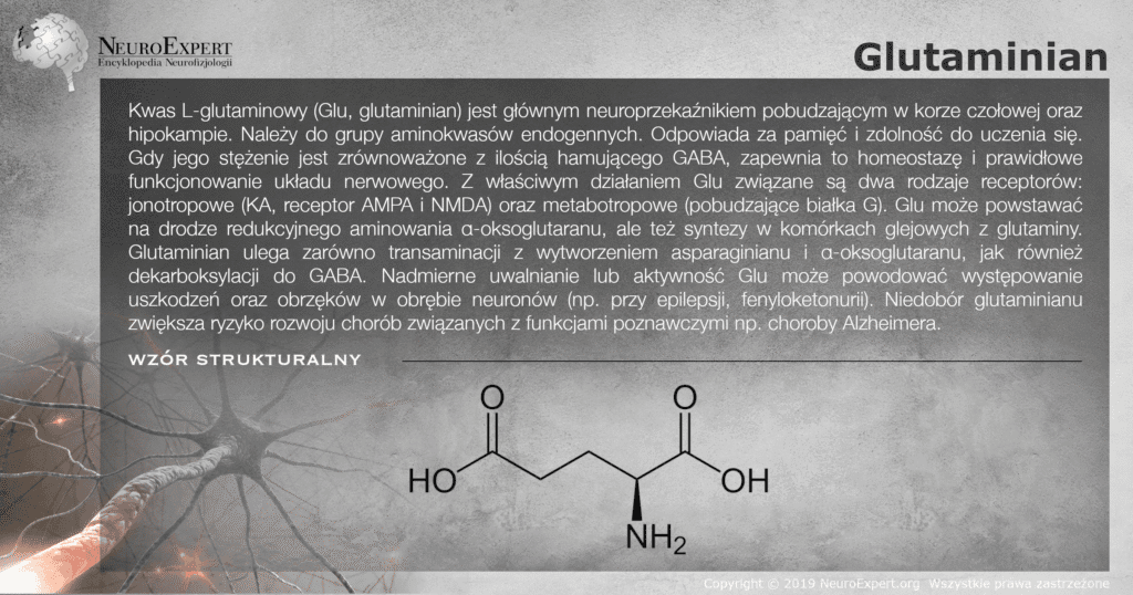 Infografika „Glutaminian” — opis głównego neuroprzekaźnika pobudzającego, jego receptorów jonotropowych i metabotropowych oraz równowagi z GABA, wraz ze wzorem strukturalnym kwasu L-glutaminowego