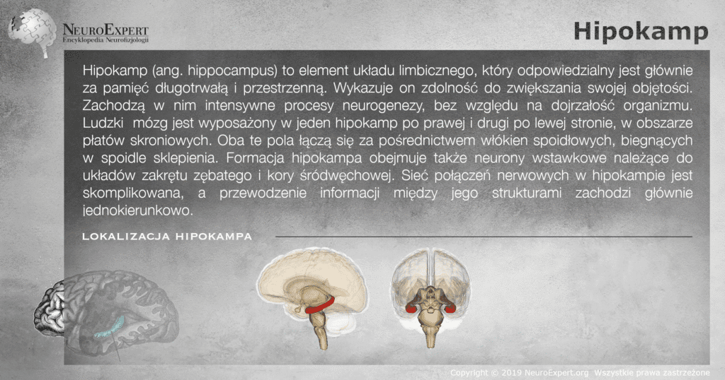 Infografika „Hipokamp” — opis struktury odpowiedzialnej za pamięć długotrwałą i przestrzenną oraz dwa przestrzenne modele mózgowia, boczny i czołowy, z obydwoma hipokampami wyróżnionymi kolorem czerwonym w płatach skroniowych